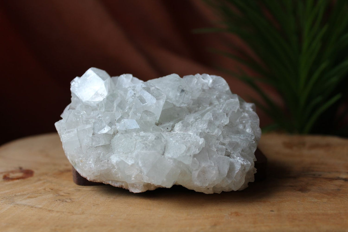 Apofyliet cluster