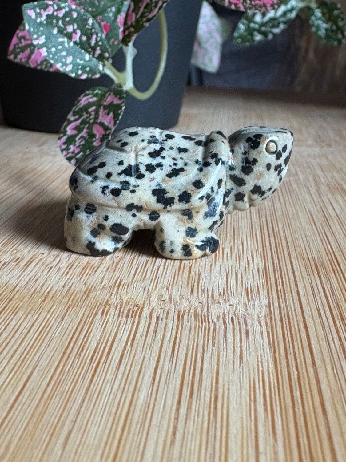 Schildpad figuurtjes